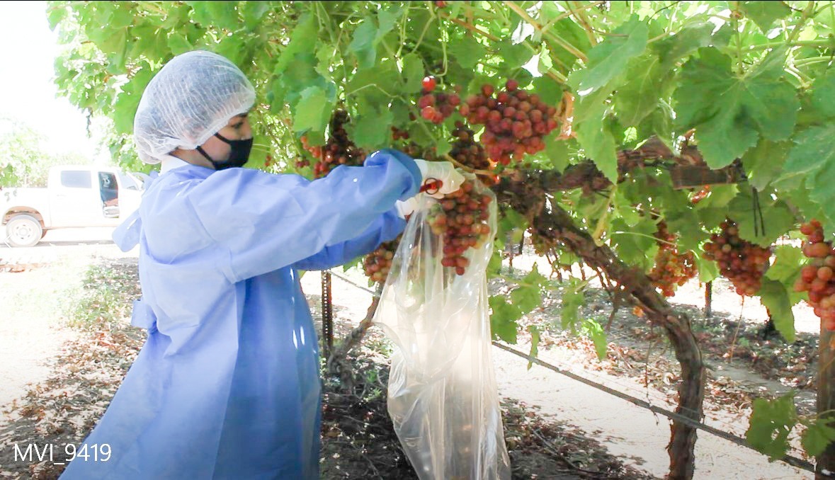 Sonora logra avances en agricultura, ganadería y pesca